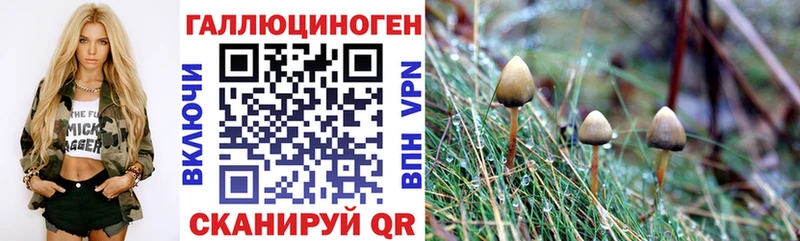 Псилоцибиновые грибы Psilocybine cubensis  Боровичи 